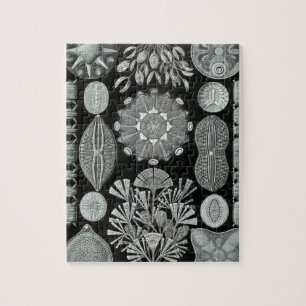 Haeckel Diatomea
