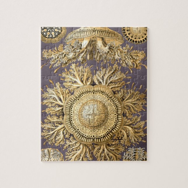 Haeckel Discomedusae (Vertikal)