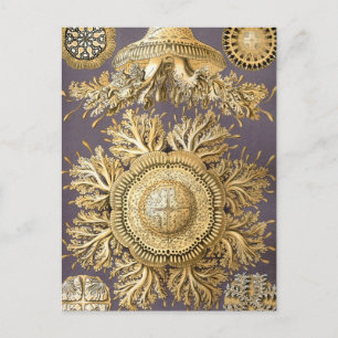 Haeckel Discomedusae Postkarte