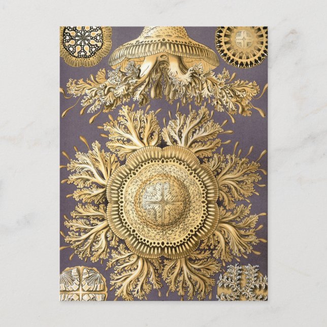 Haeckel Discomedusae Postkarte (Vorderseite)