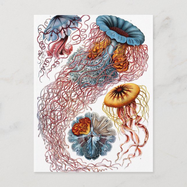 Haeckel Discomedusae Postkarte (Vorderseite)
