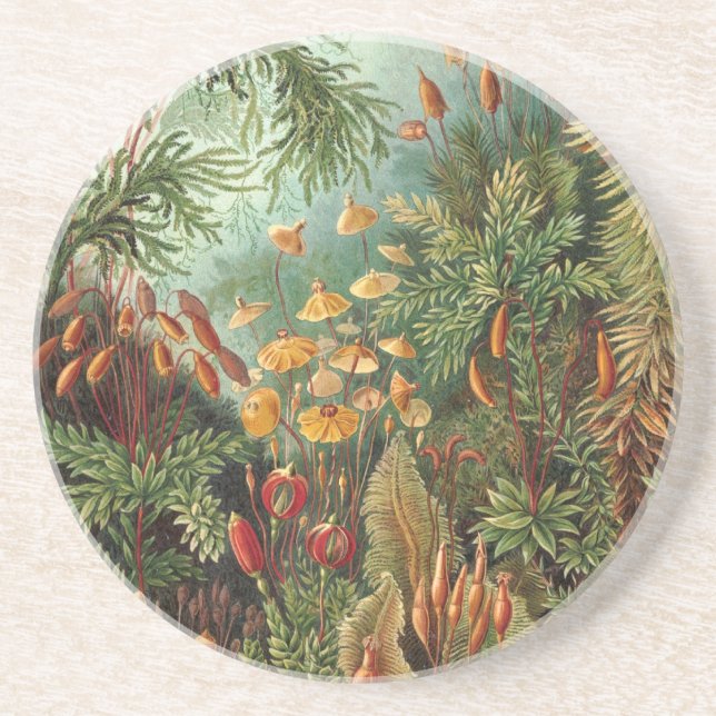 Haeckel-Dschungel Untersetzer (Vorne)