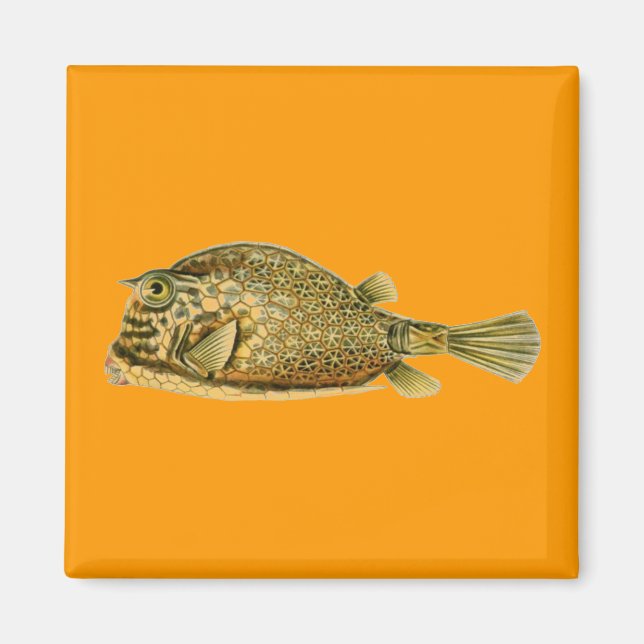 Haeckel Fish Magnet (Vorne)