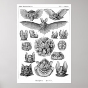 Haeckel-Fledermäuse Poster