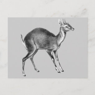 Haeckel Four Horned Deer Postkarte