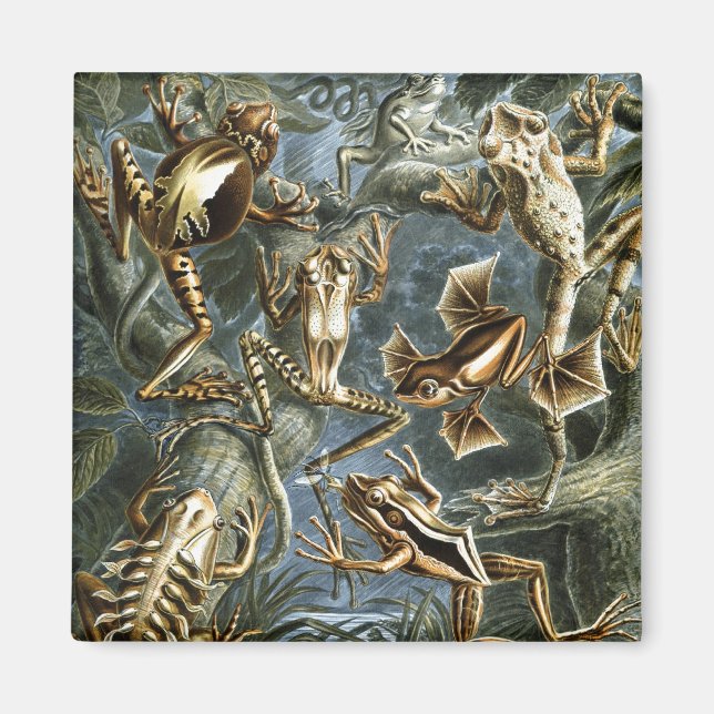 Haeckel Frösche Magnet (Vorne)