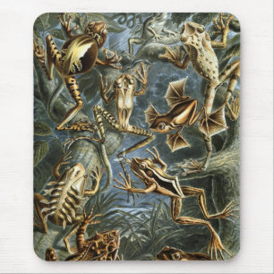 Haeckel Frösche Mousepad