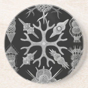 Haeckel Getränkeuntersetzer