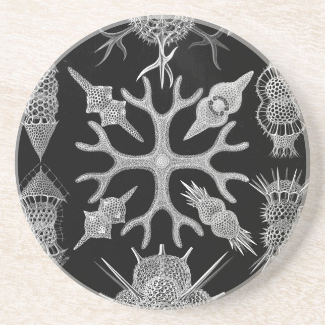 Haeckel Getränkeuntersetzer (Vorne)
