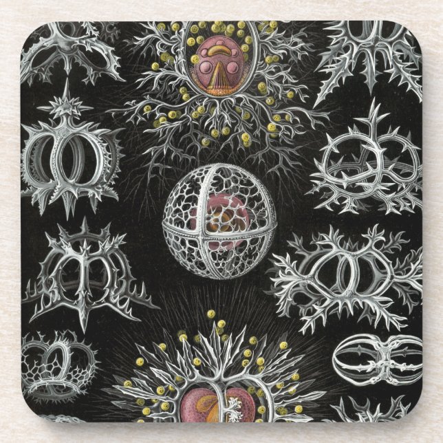 Haeckel Getränkeuntersetzer (Vorderseite)