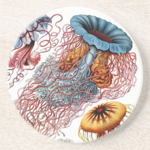 Haeckel Getränkeuntersetzer