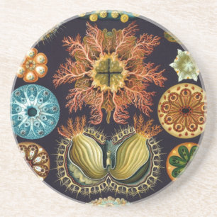 Haeckel Getränkeuntersetzer