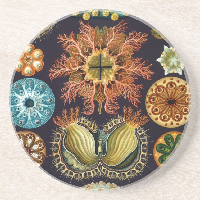 Haeckel Getränkeuntersetzer (Vorne)