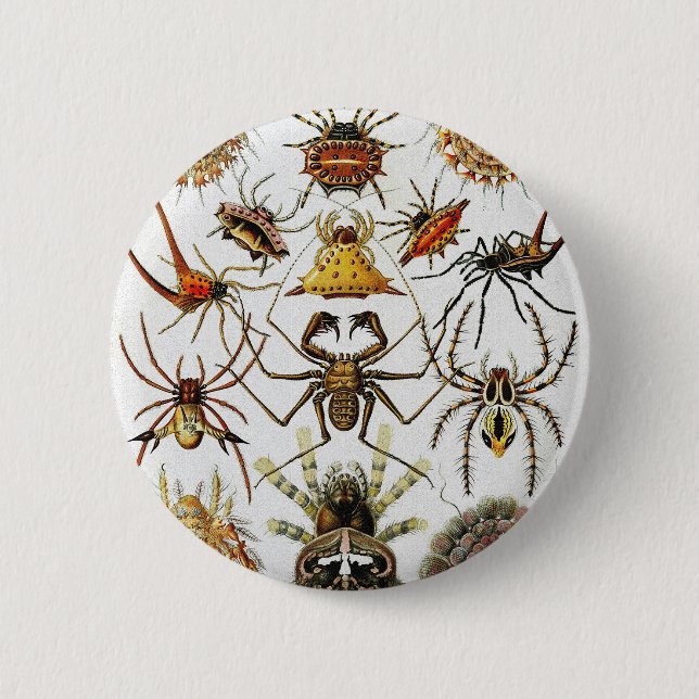  Haeckel Golden Spiders plate 66 Button (Vorderseite)