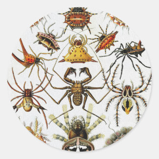 Haeckel Golden Spiders Platte 66 Runder Aufkleber