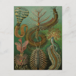 Haeckel Hundertfüßer Postkarte