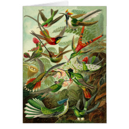 Haeckel Kolibri-Illustrations-jeder Anlass