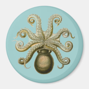 Haeckel Krake Magnet