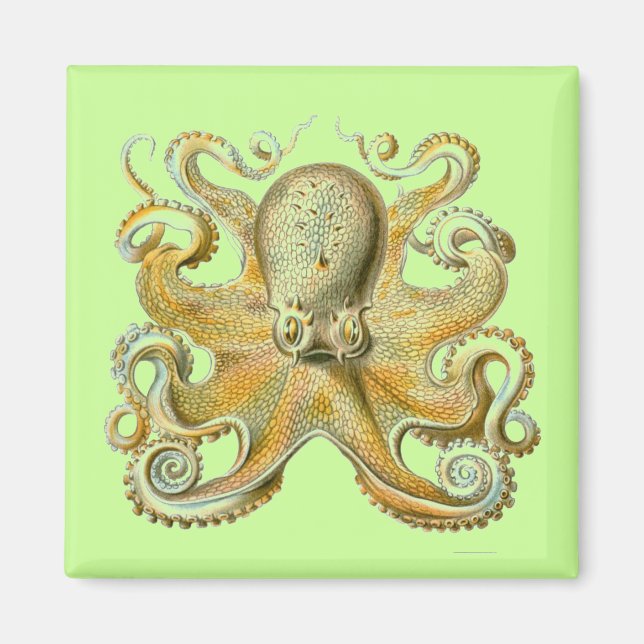 Haeckel Krake Magnet (Vorne)