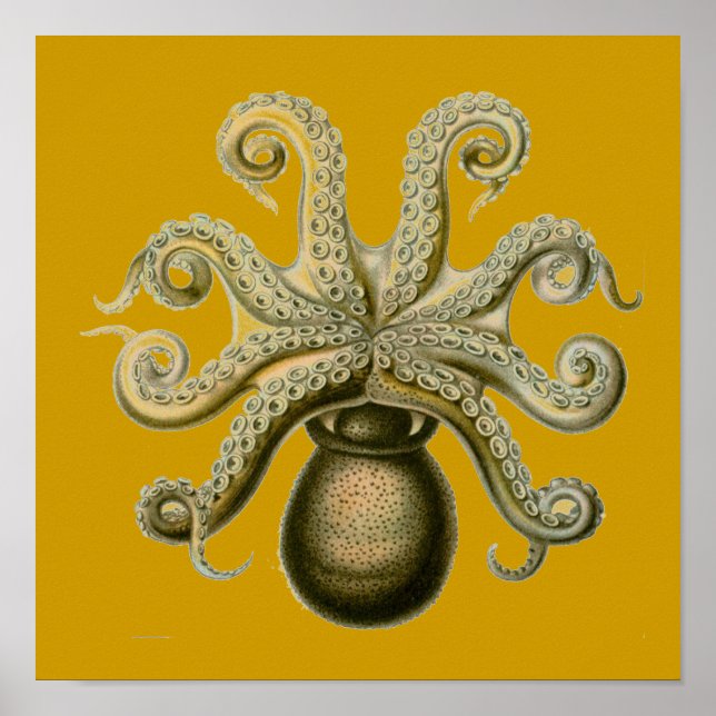 Haeckel Krake Poster (Vorne)