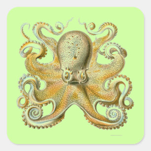 Haeckel Krake Quadratischer Aufkleber
