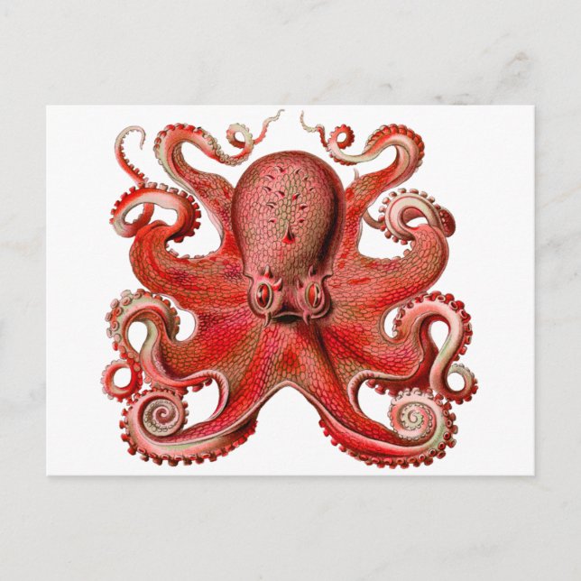 Haeckel Kraken-Rot Postkarte (Vorderseite)