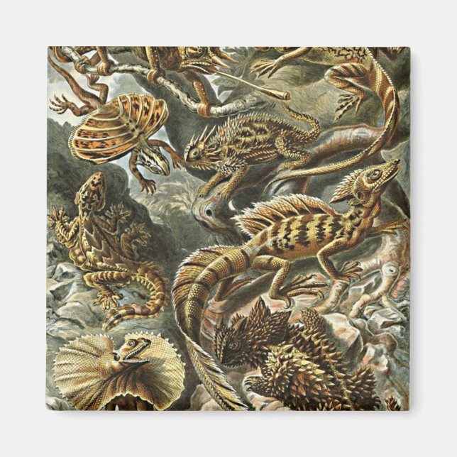 Haeckel Lizard Bartded Dragon Iguana Malerei Magnet (Vorne)
