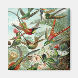 Haeckel Magnet