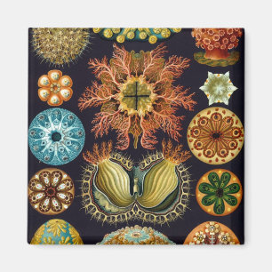 Haeckel Magnet