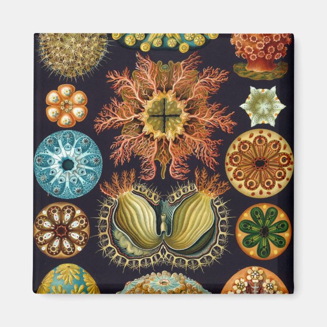 Haeckel Magnet (Vorne)