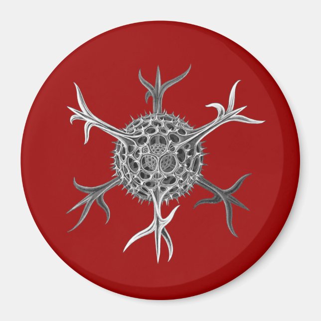 Haeckel Magnet (Vorne)