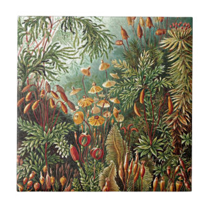 Haeckel-Massivmushroom-Malerei Fliese