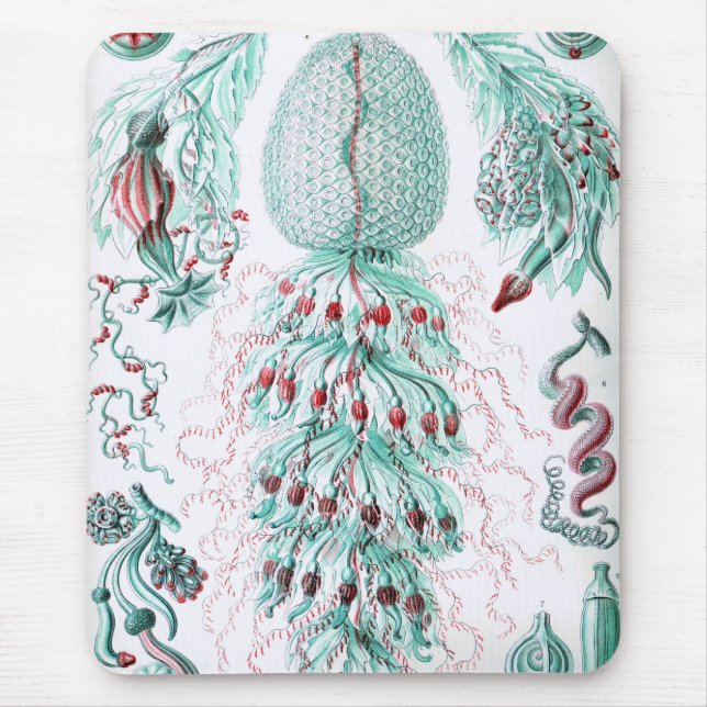Haeckel Mousepad (Vorne)