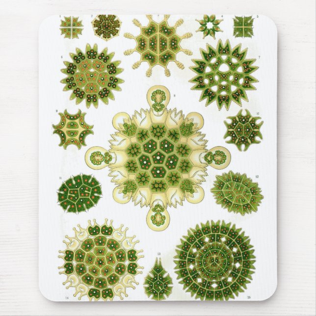 Haeckel Mousepad (Vorne)