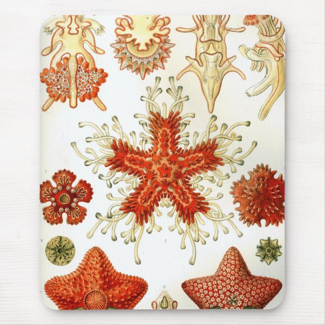 Haeckel Mousepad (Vorne)