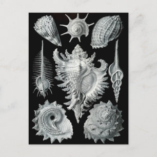 Haeckel Negativ Postkarte