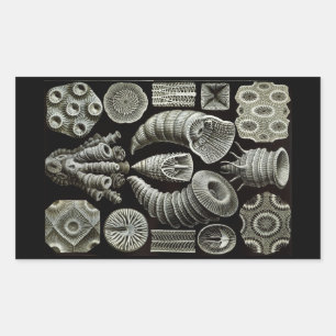 Haeckel Negativ Rechteckiger Aufkleber