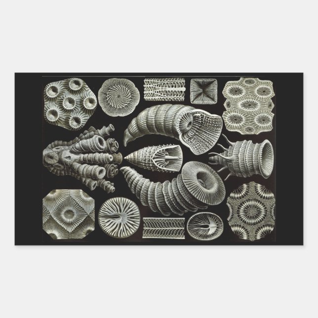 Haeckel Negativ Rechteckiger Aufkleber (Vorderseite)