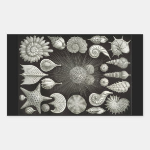 Haeckel Negativ Rechteckiger Aufkleber
