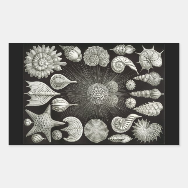 Haeckel Negativ Rechteckiger Aufkleber (Vorderseite)