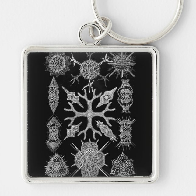Haeckel Negativ Schlüsselanhänger (Vorne)