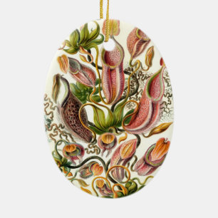 Haeckel Nepenthaceae Keramik Ornament