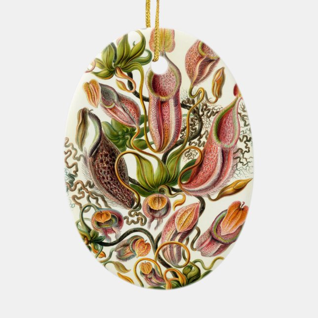 Haeckel Nepenthaceae Keramik Ornament (Hinten)