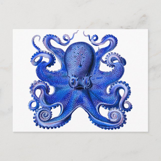 Haeckel Octopus Blue Postkarte (Vorderseite)
