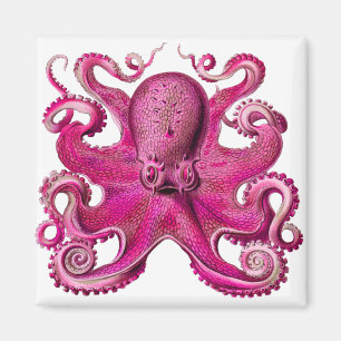 Haeckel Octopus Pink Magnet