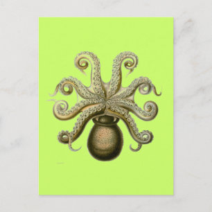 Haeckel Octopus Postkarte