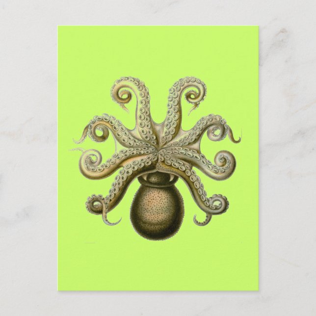 Haeckel Octopus Postkarte (Vorderseite)