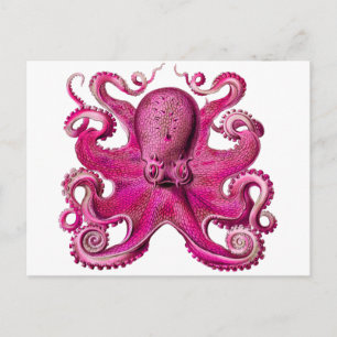 Haeckel Oktopus Rosa Postkarte