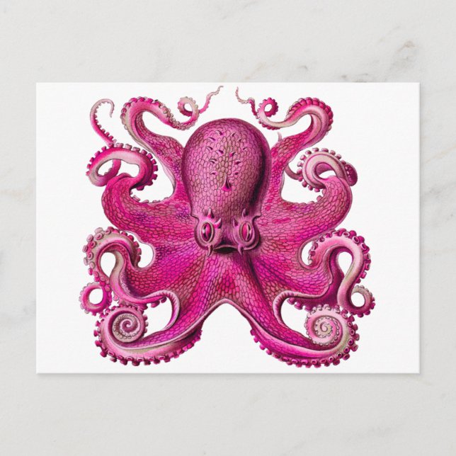 Haeckel Oktopus Rosa Postkarte (Vorderseite)