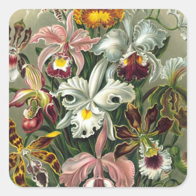 Haeckel Orchidae Quadratischer Aufkleber (Vorderseite)